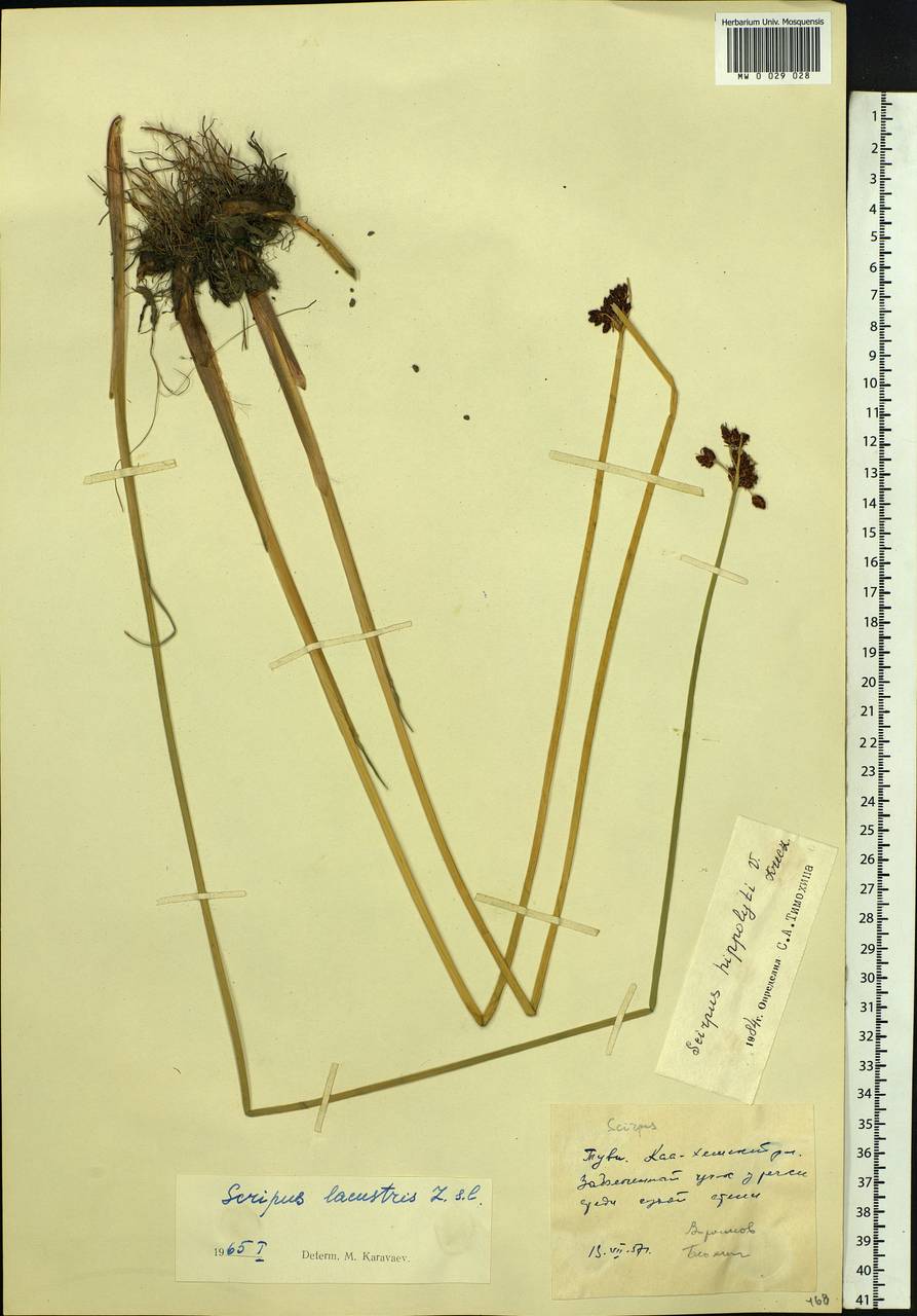 Schoenoplectus lacustris subsp. hippolyti (V.I.Krecz.) Kukkonen, Siberia, Altai & Sayany Mountains (S2) (Russia)