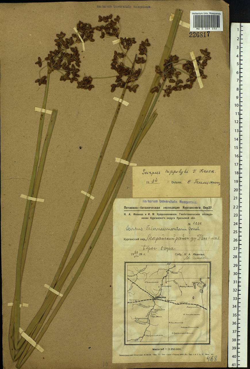 Schoenoplectus lacustris subsp. hippolyti (V.I.Krecz.) Kukkonen, Siberia, Western Siberia (S1) (Russia)