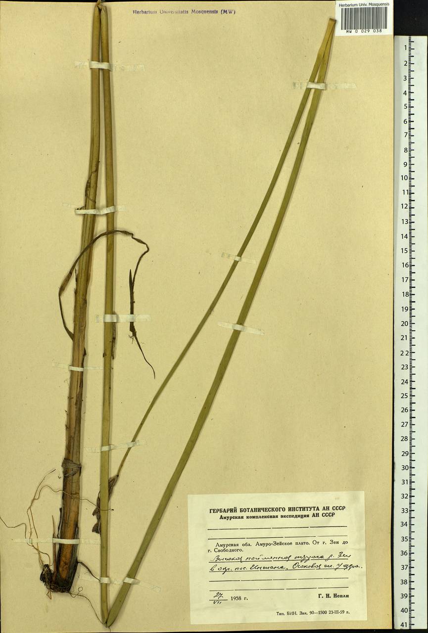 Scirpus, Siberia, Russian Far East (S6) (Russia)