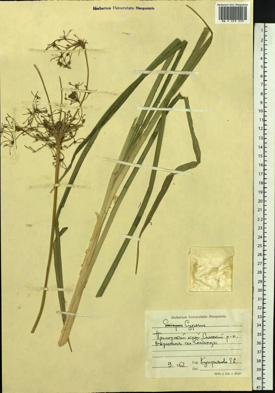 Scirpus, Siberia, Russian Far East (S6) (Russia)