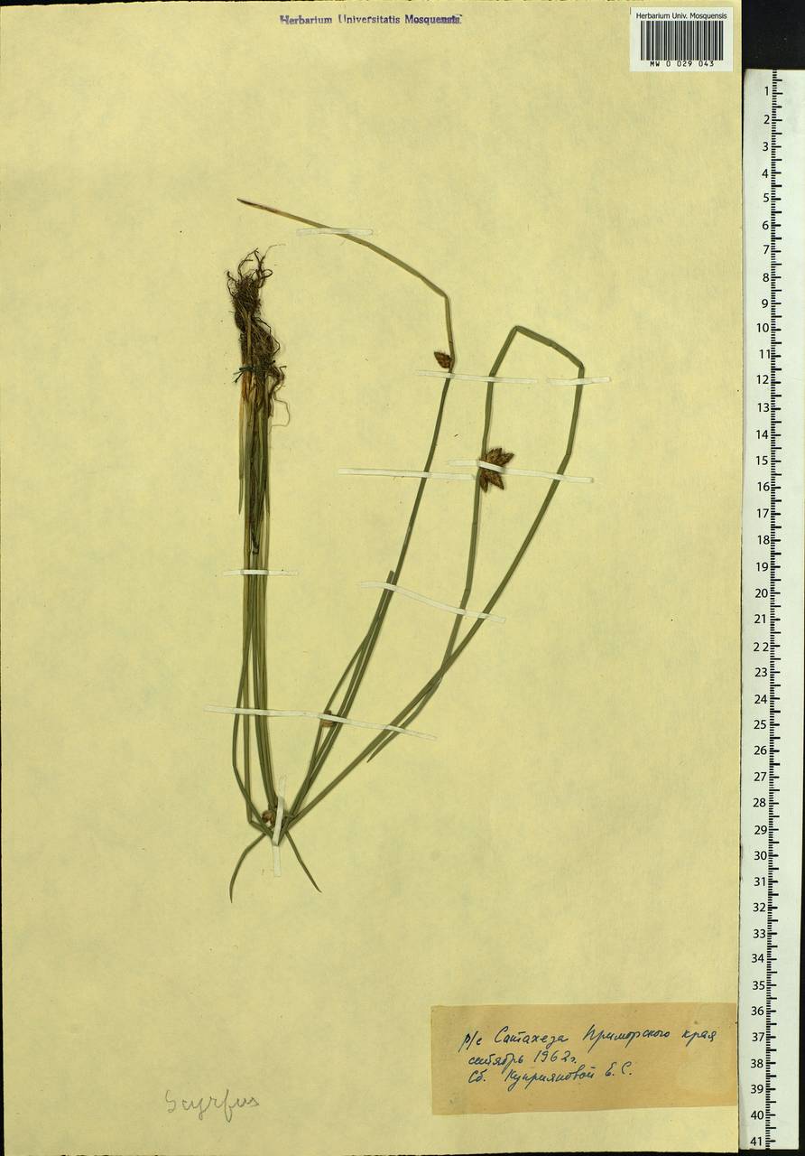 Scirpus, Siberia, Russian Far East (S6) (Russia)