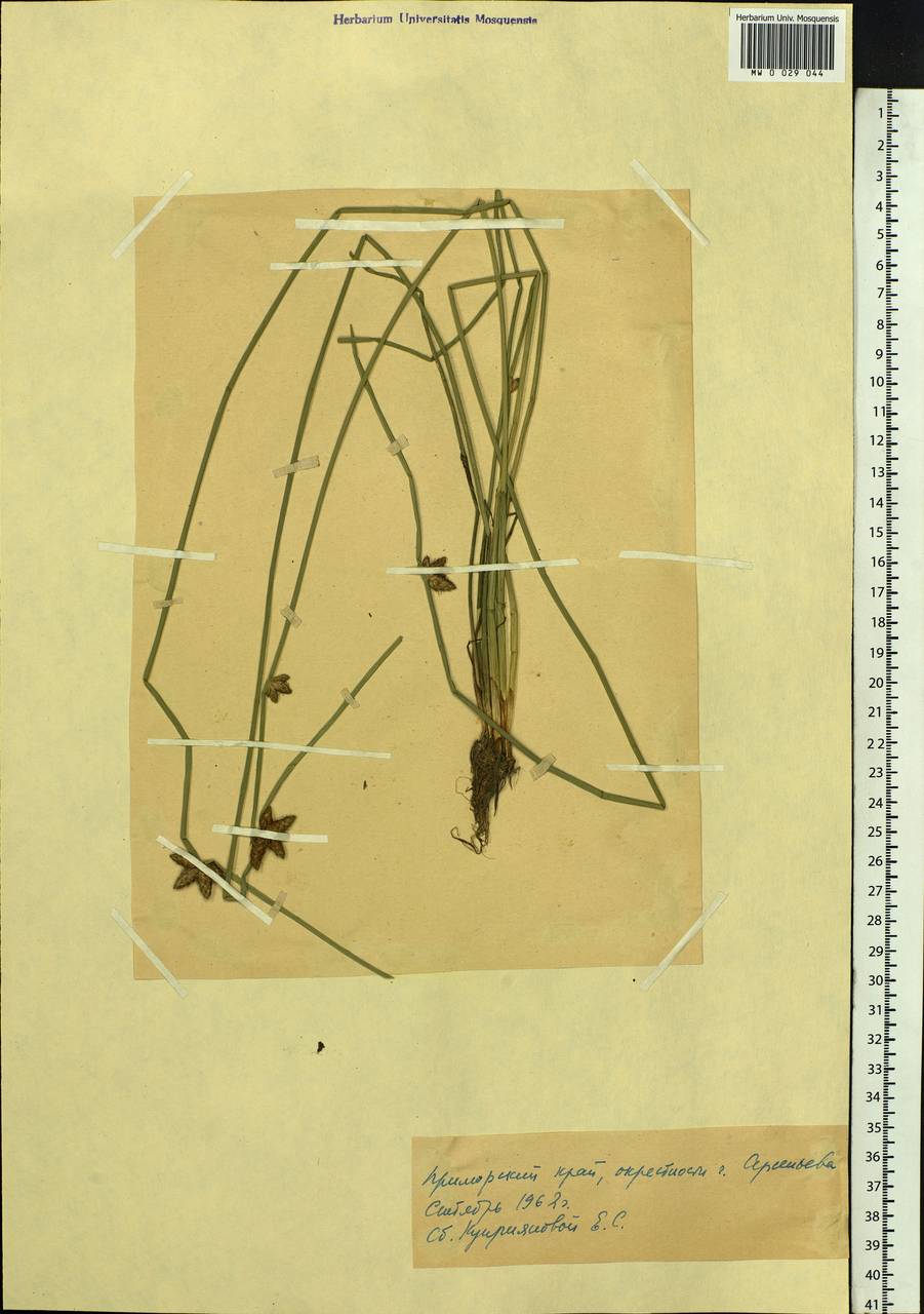 Scirpus, Siberia, Russian Far East (S6) (Russia)