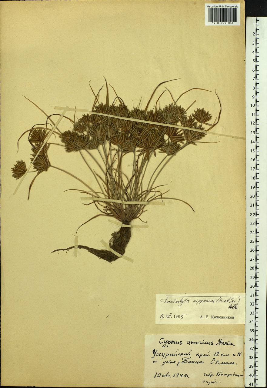 Cyperus nipponicus Franch. & Sav., Siberia, Russian Far East (S6) (Russia)