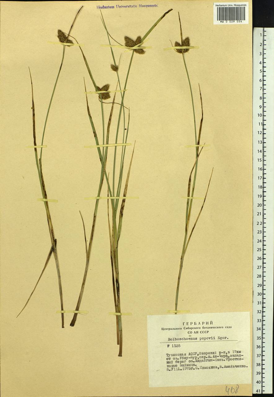 Bolboschoenus maritimus subsp. affinis (Roth) T.Koyama, Siberia, Altai & Sayany Mountains (S2) (Russia)