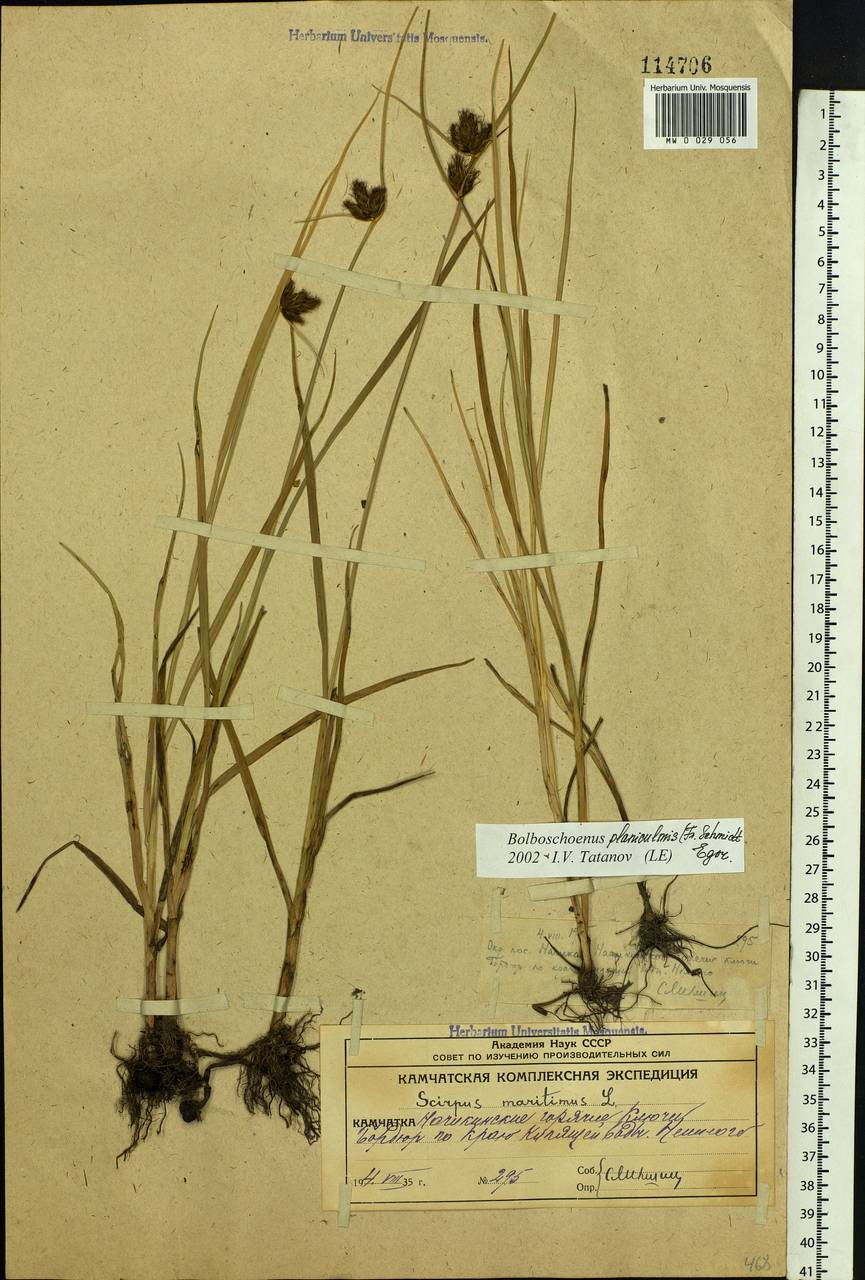 Bolboschoenus planiculmis (F.Schmidt) T.V.Egorova, Siberia, Chukotka & Kamchatka (S7) (Russia)