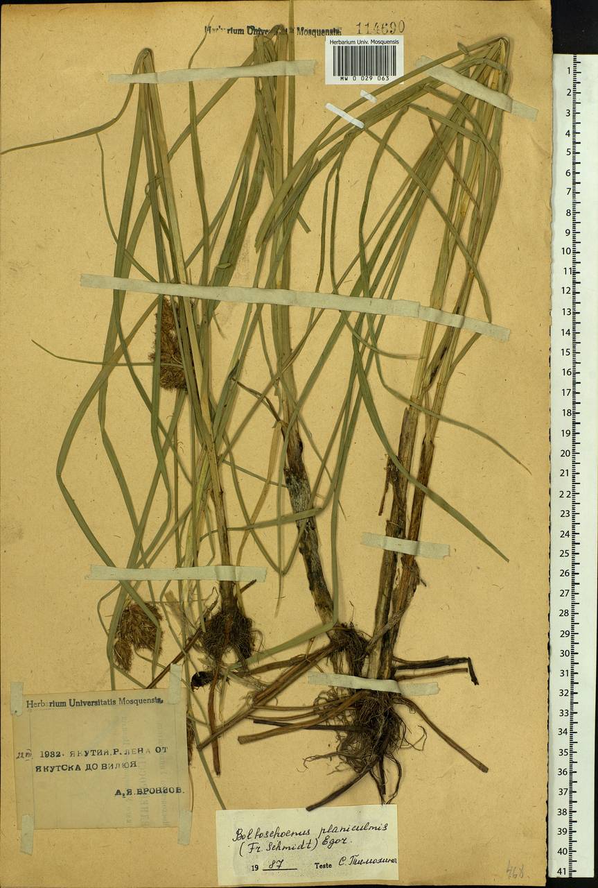 Bolboschoenus planiculmis (F.Schmidt) T.V.Egorova, Siberia, Yakutia (S5) (Russia)