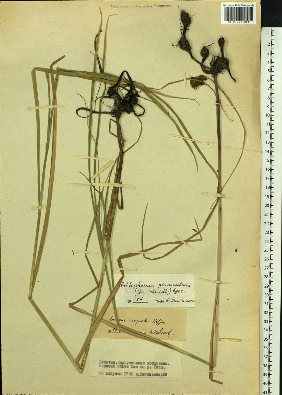 Bolboschoenus planiculmis (F.Schmidt) T.V.Egorova, Siberia, Baikal & Transbaikal region (S4) (Russia)