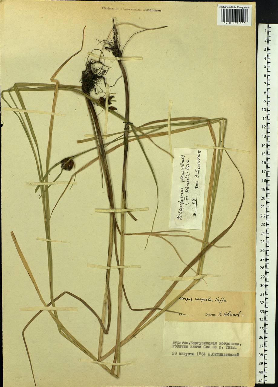 Bolboschoenus planiculmis (F.Schmidt) T.V.Egorova, Siberia, Baikal & Transbaikal region (S4) (Russia)
