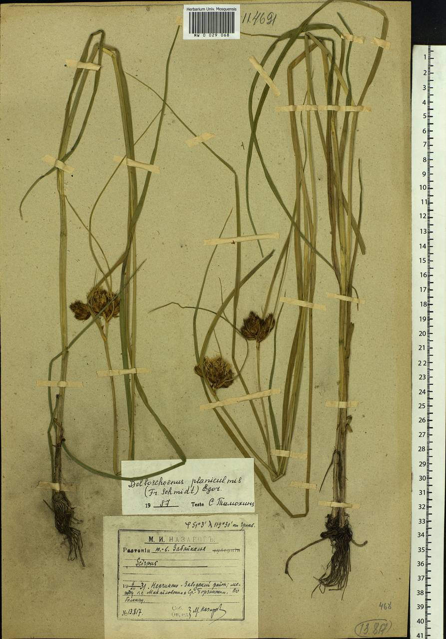 Bolboschoenus planiculmis (F.Schmidt) T.V.Egorova, Siberia, Baikal & Transbaikal region (S4) (Russia)