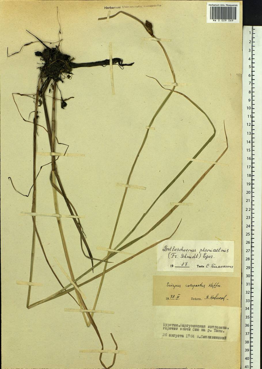 Bolboschoenus planiculmis (F.Schmidt) T.V.Egorova, Siberia, Baikal & Transbaikal region (S4) (Russia)