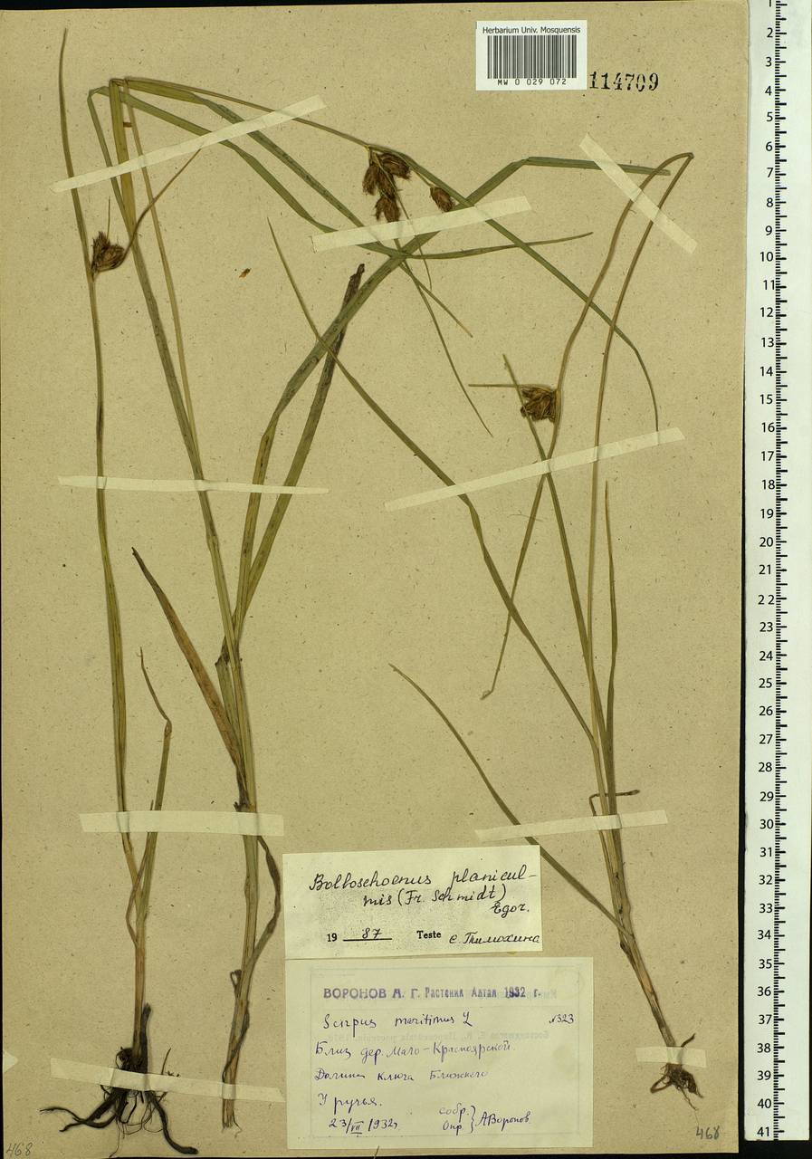 Bolboschoenus planiculmis (F.Schmidt) T.V.Egorova, Siberia, Western (Kazakhstan) Altai Mountains (S2a) (Kazakhstan)