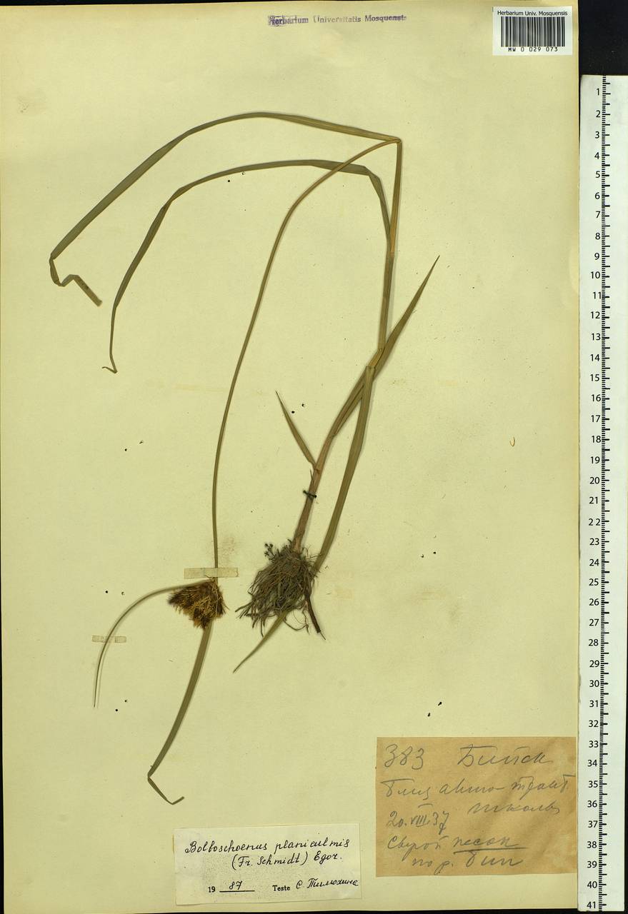 Bolboschoenus planiculmis (F.Schmidt) T.V.Egorova, Siberia, Altai & Sayany Mountains (S2) (Russia)