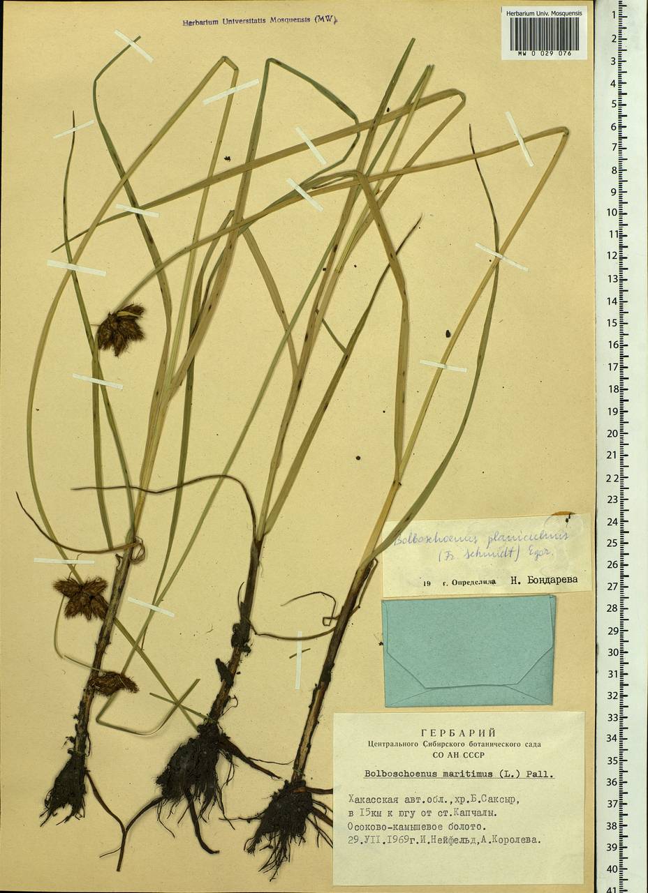 Bolboschoenus planiculmis (F.Schmidt) T.V.Egorova, Siberia, Altai & Sayany Mountains (S2) (Russia)