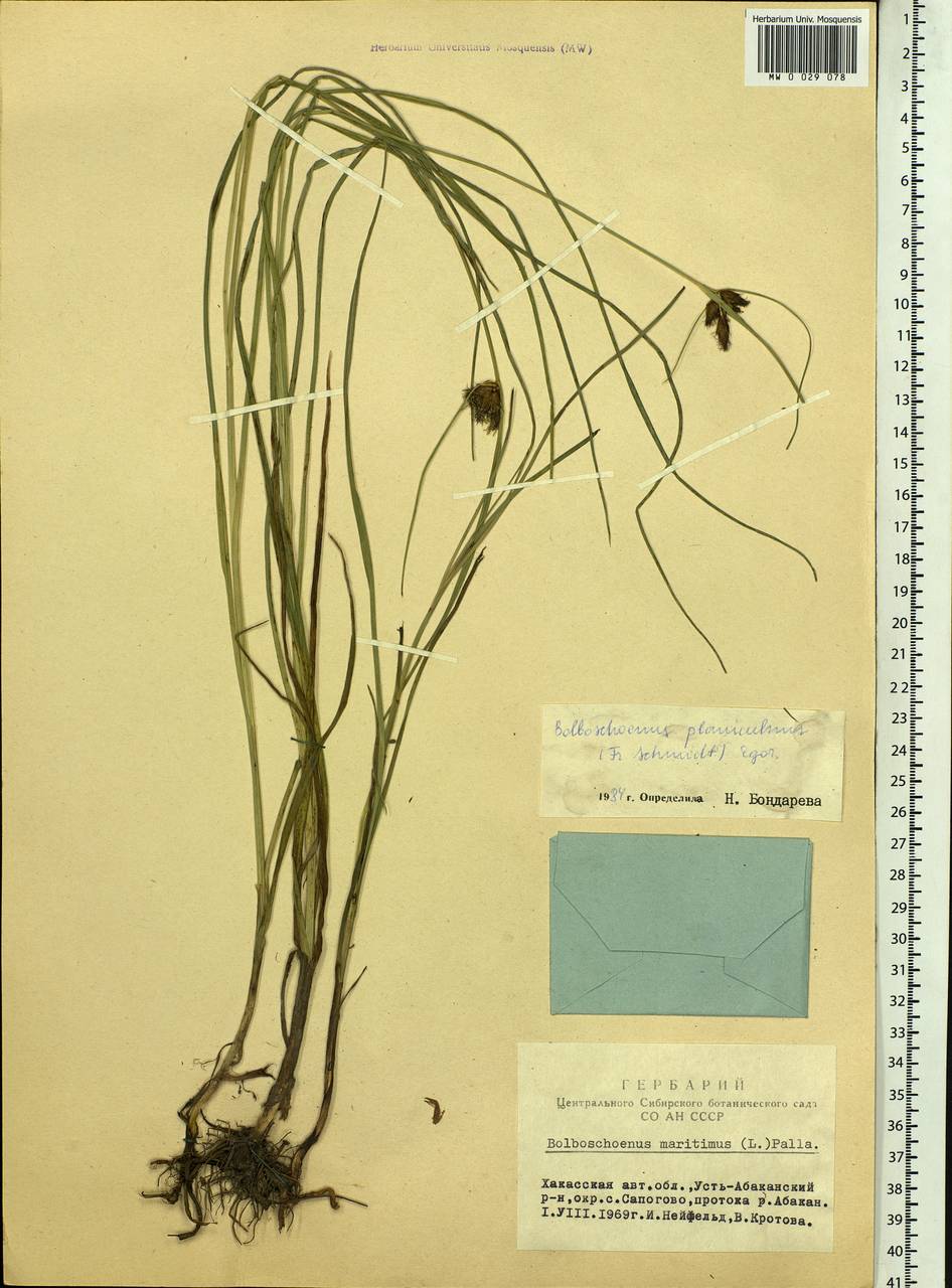 Bolboschoenus planiculmis (F.Schmidt) T.V.Egorova, Siberia, Altai & Sayany Mountains (S2) (Russia)