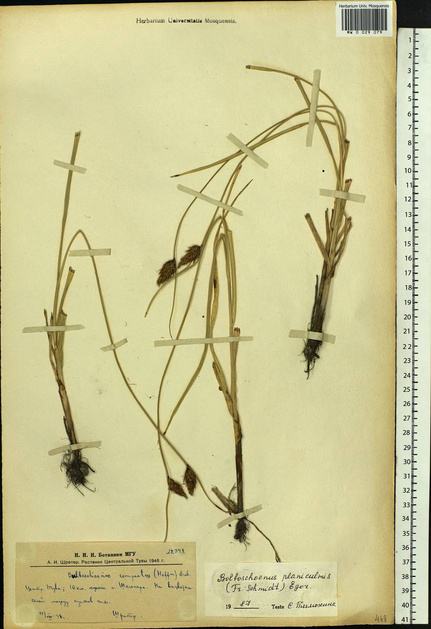 Bolboschoenus planiculmis (F.Schmidt) T.V.Egorova, Siberia, Altai & Sayany Mountains (S2) (Russia)