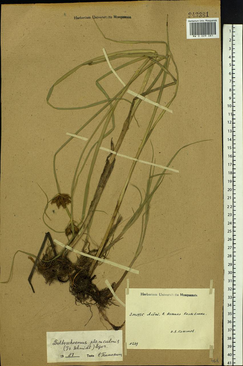 Bolboschoenus planiculmis (F.Schmidt) T.V.Egorova, Siberia, Altai & Sayany Mountains (S2) (Russia)