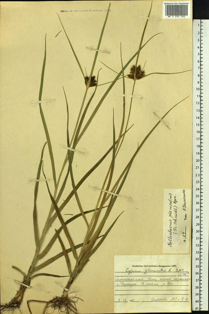 Bolboschoenus planiculmis (F.Schmidt) T.V.Egorova, Siberia, Altai & Sayany Mountains (S2) (Russia)