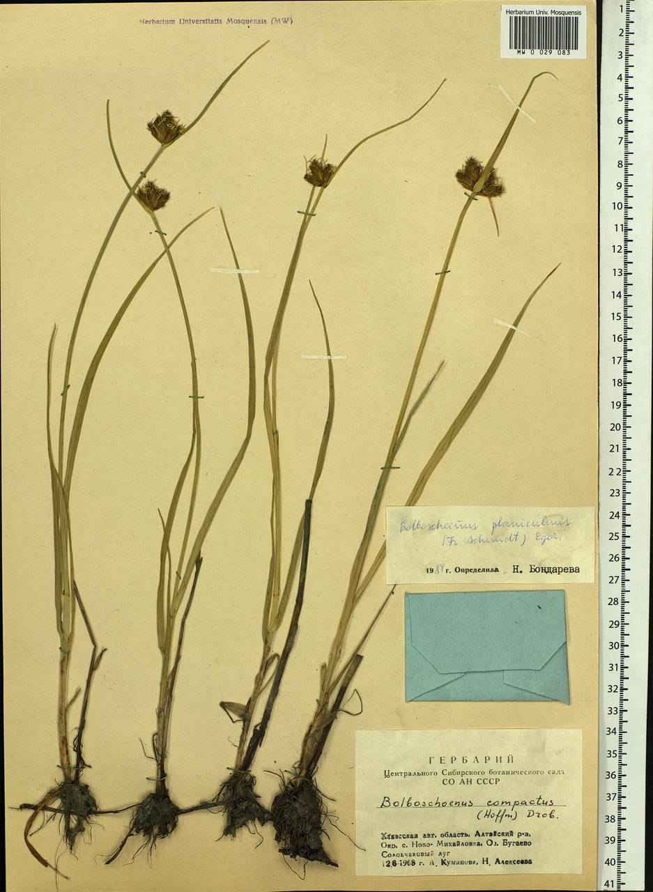 Bolboschoenus planiculmis (F.Schmidt) T.V.Egorova, Siberia, Altai & Sayany Mountains (S2) (Russia)