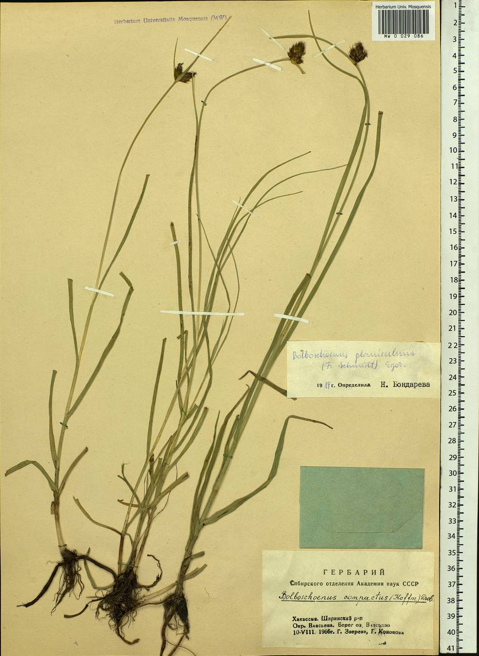 Bolboschoenus planiculmis (F.Schmidt) T.V.Egorova, Siberia, Altai & Sayany Mountains (S2) (Russia)