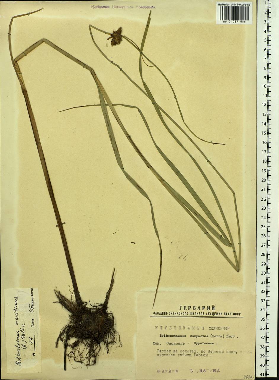 Bolboschoenus maritimus subsp. maritimus, Siberia, Western Siberia (S1) (Russia)