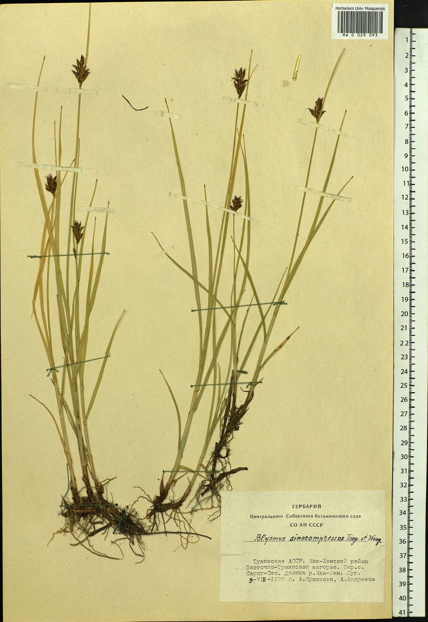 Blysmus sinocompressus Tang & F.T.Wang, Siberia, Altai & Sayany Mountains (S2) (Russia)