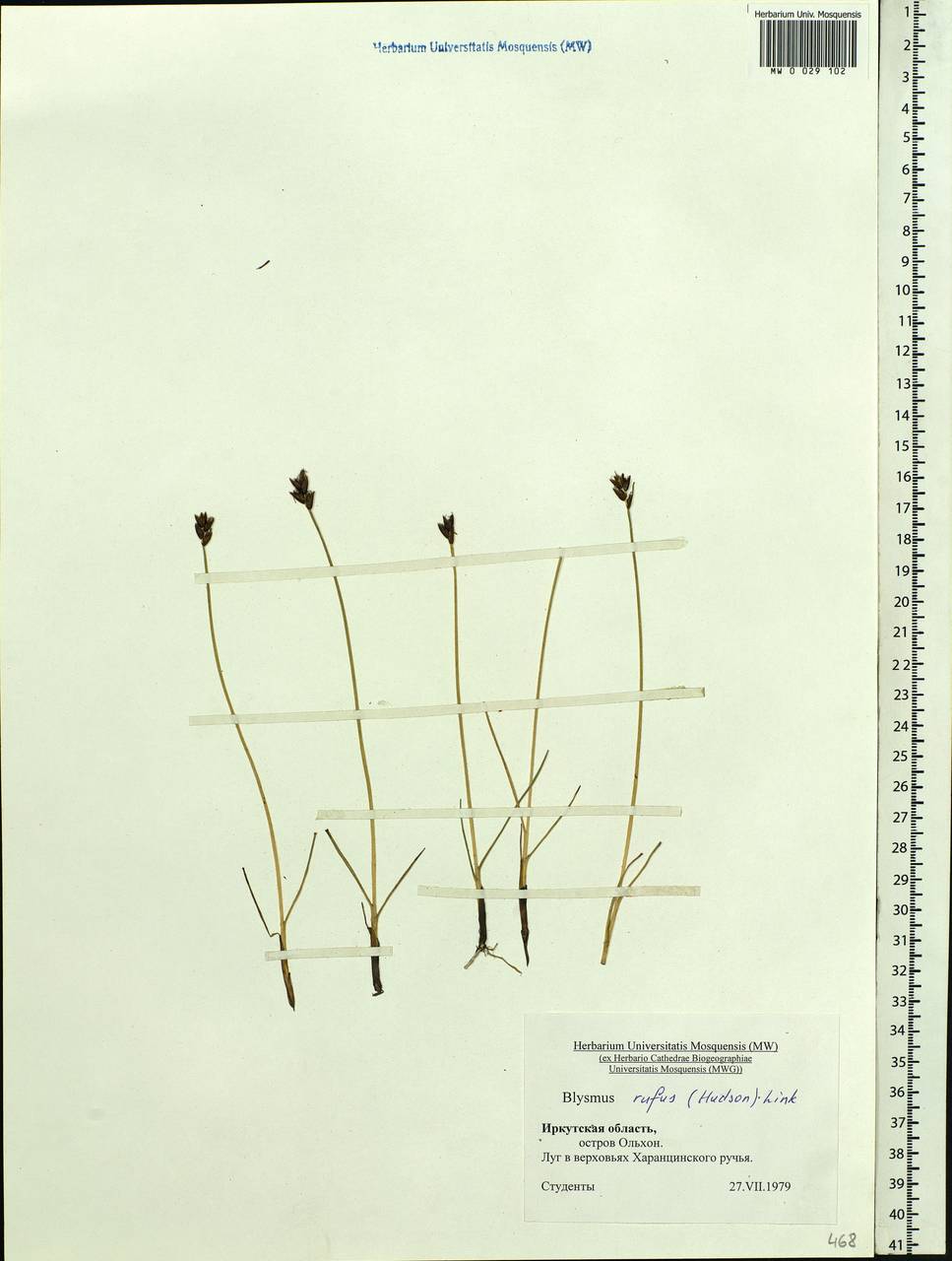 Blysmus rufus (Huds.) Link, Siberia, Baikal & Transbaikal region (S4) (Russia)