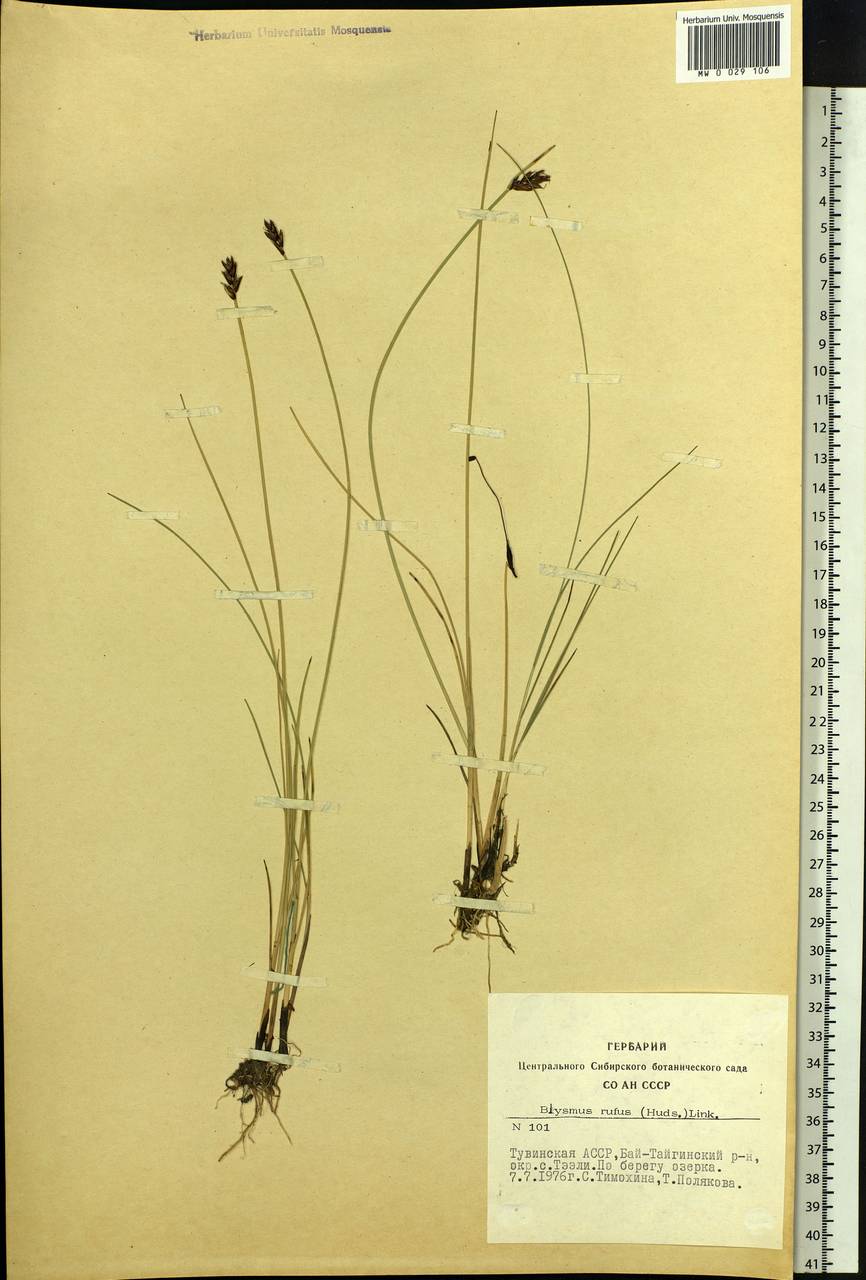 Blysmus rufus (Huds.) Link, Siberia, Altai & Sayany Mountains (S2) (Russia)