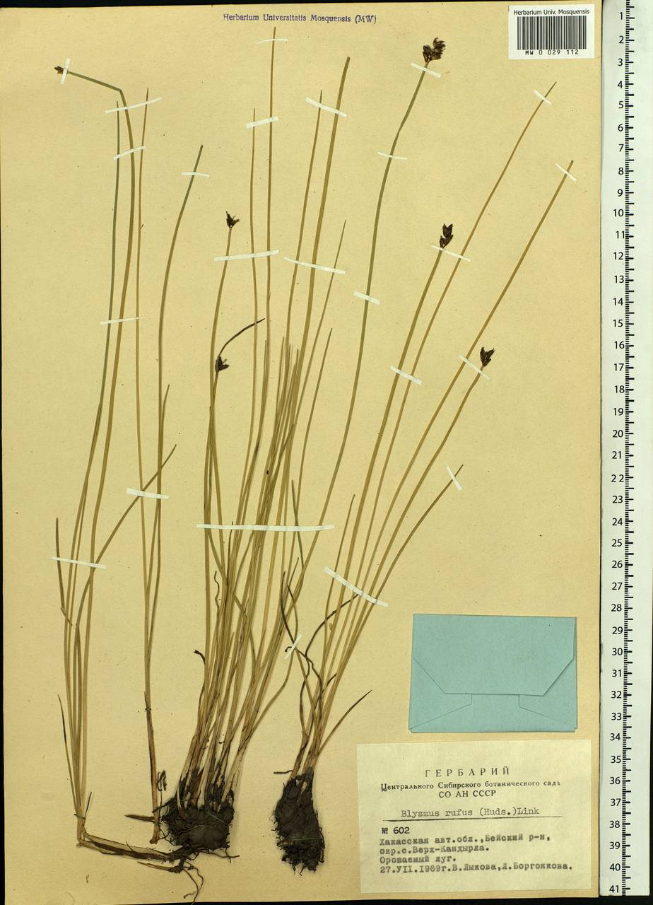 Blysmus rufus (Huds.) Link, Siberia, Altai & Sayany Mountains (S2) (Russia)