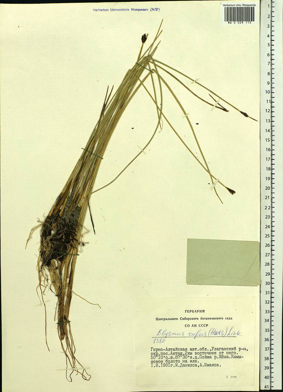 Blysmus rufus (Huds.) Link, Siberia, Altai & Sayany Mountains (S2) (Russia)