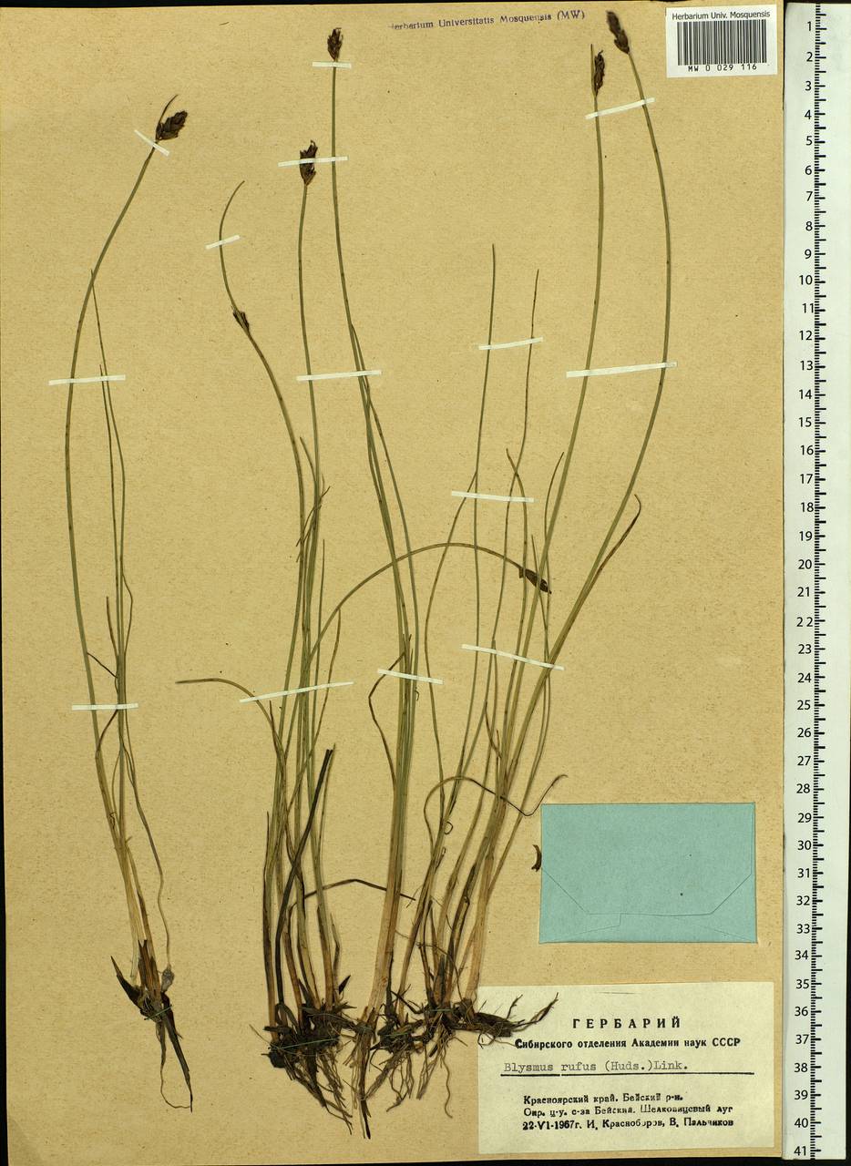 Blysmus rufus (Huds.) Link, Siberia, Altai & Sayany Mountains (S2) (Russia)