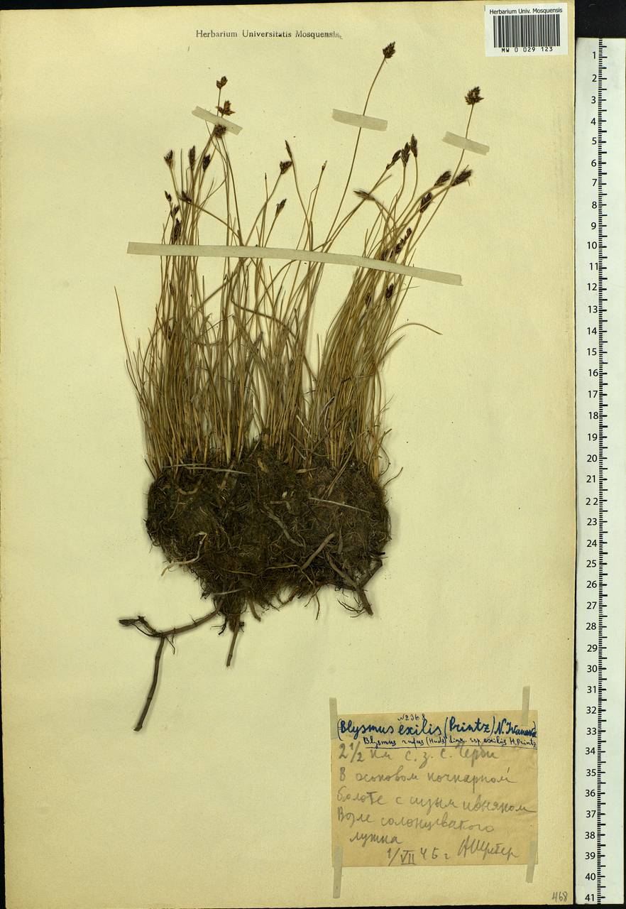 Blysmus rufus (Huds.) Link, Siberia, Altai & Sayany Mountains (S2) (Russia)