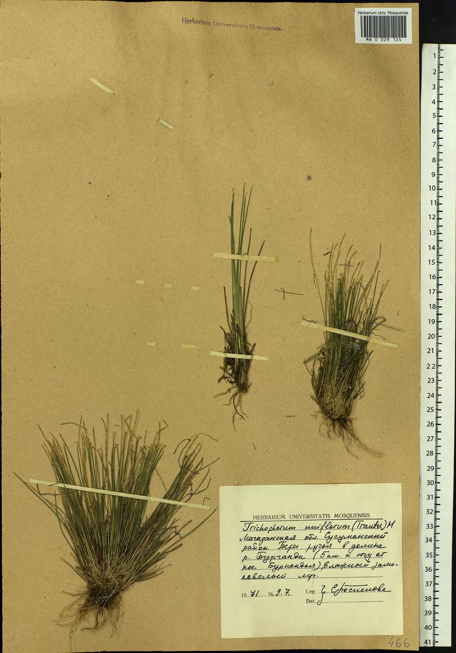 Trichophorum uniflorum (Trautv.) Malyschev & Lukitsch., Siberia, Chukotka & Kamchatka (S7) (Russia)