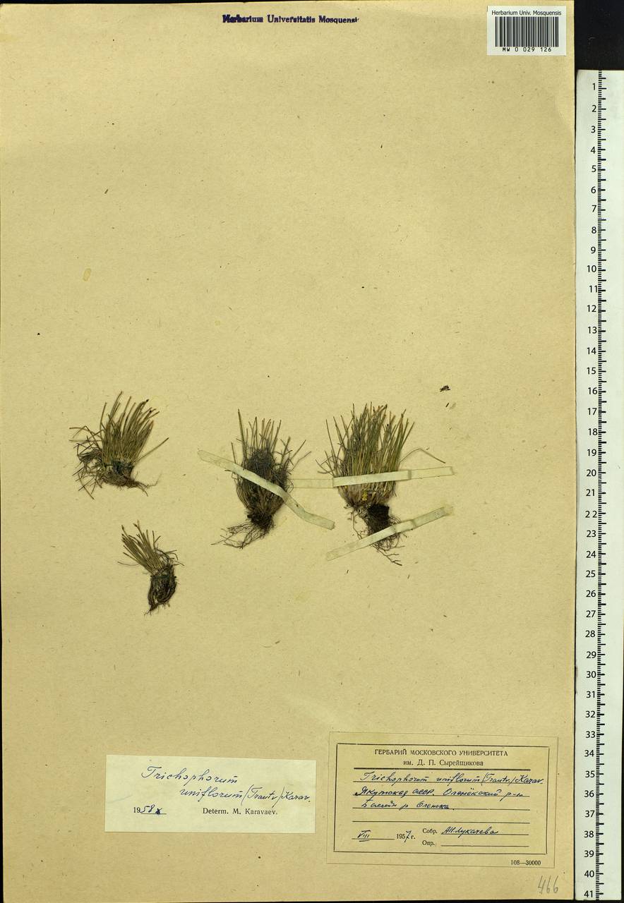 Trichophorum uniflorum (Trautv.) Malyschev & Lukitsch., Siberia, Yakutia (S5) (Russia)