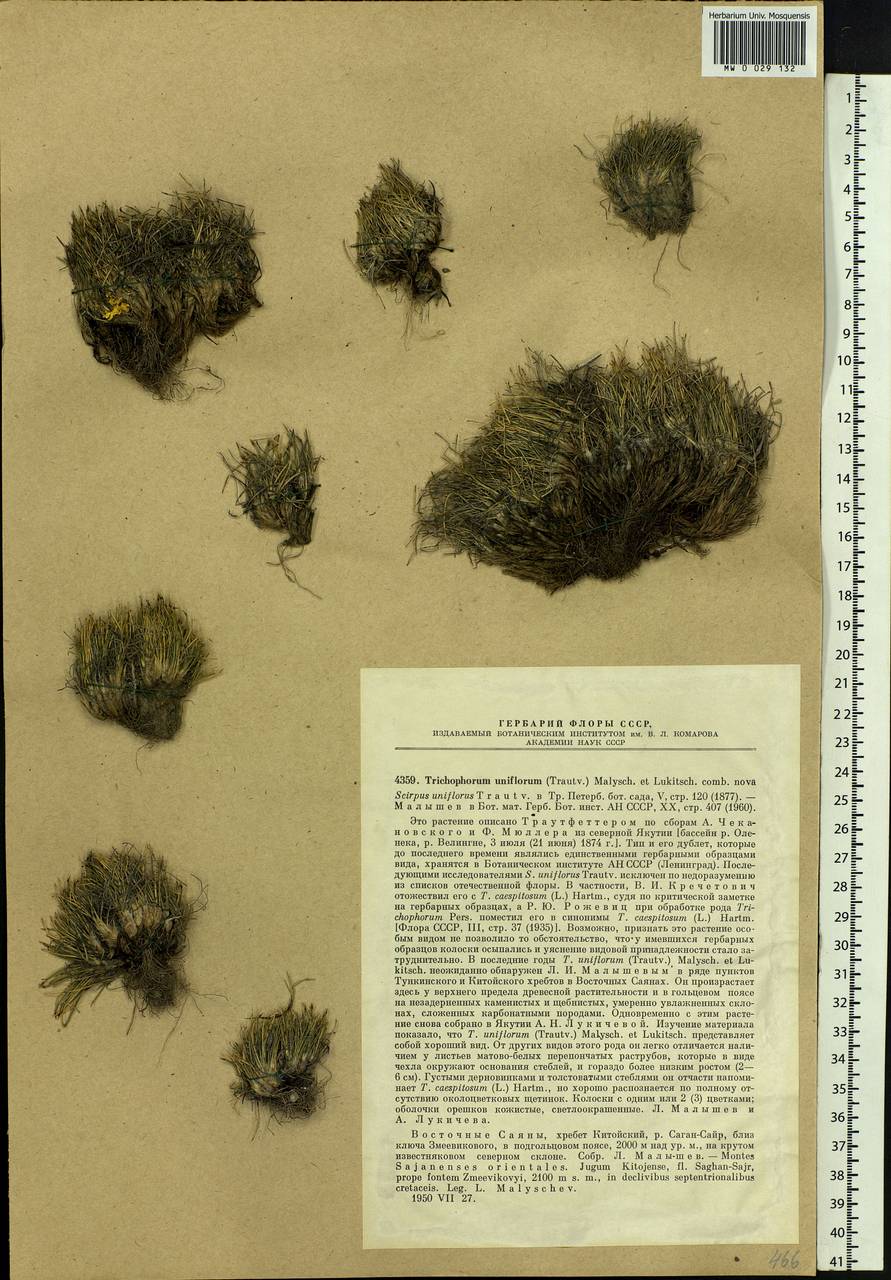 Trichophorum uniflorum (Trautv.) Malyschev & Lukitsch., Siberia, Baikal & Transbaikal region (S4) (Russia)