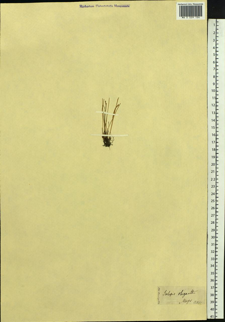 Trichophorum pumilum (Vahl) Schinz & Thell., Siberia (no precise locality) (S0) (Russia)