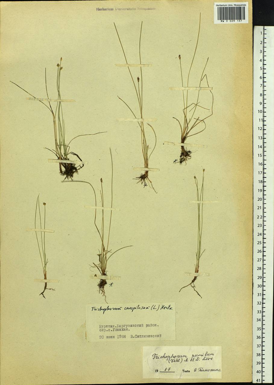 Trichophorum pumilum (Vahl) Schinz & Thell., Siberia, Baikal & Transbaikal region (S4) (Russia)