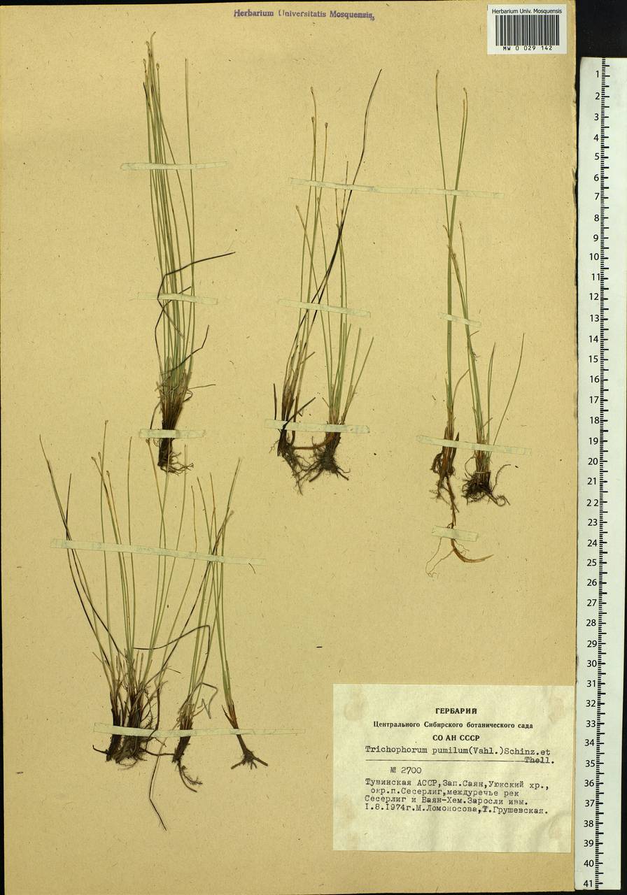Trichophorum pumilum (Vahl) Schinz & Thell., Siberia, Altai & Sayany Mountains (S2) (Russia)