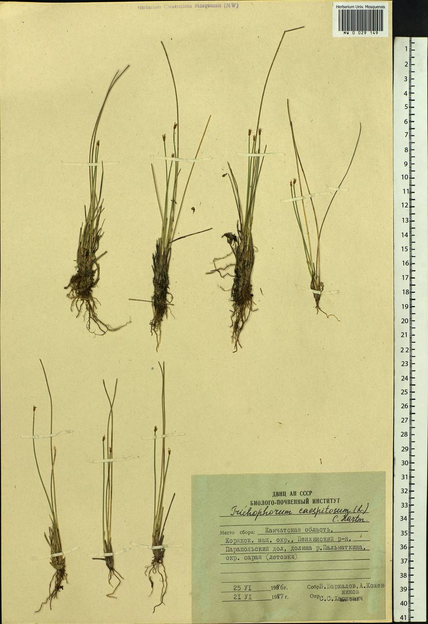 Trichophorum cespitosum (L.) Hartm., Siberia, Chukotka & Kamchatka (S7) (Russia)