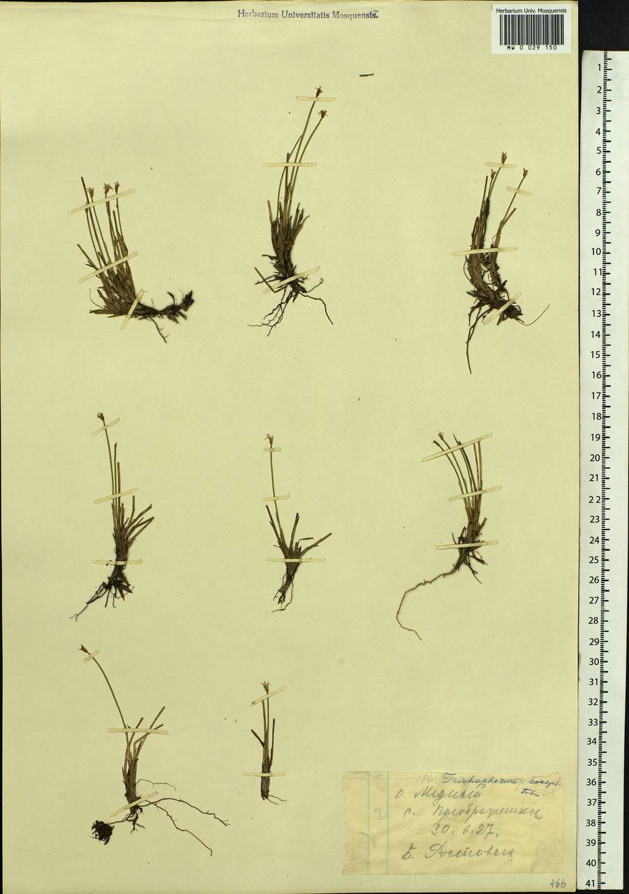 Trichophorum cespitosum (L.) Hartm., Siberia, Chukotka & Kamchatka (S7) (Russia)