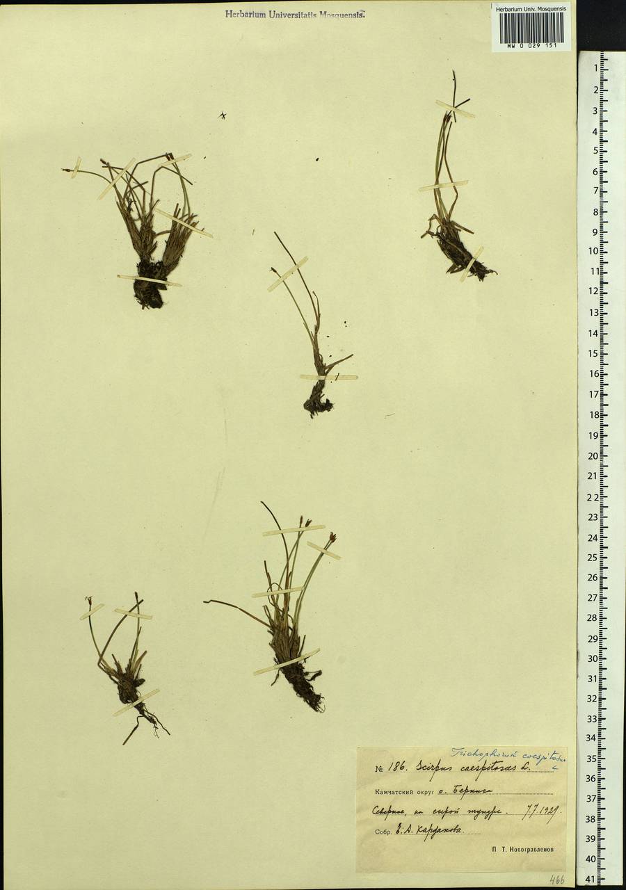 Trichophorum cespitosum (L.) Hartm., Siberia, Chukotka & Kamchatka (S7) (Russia)