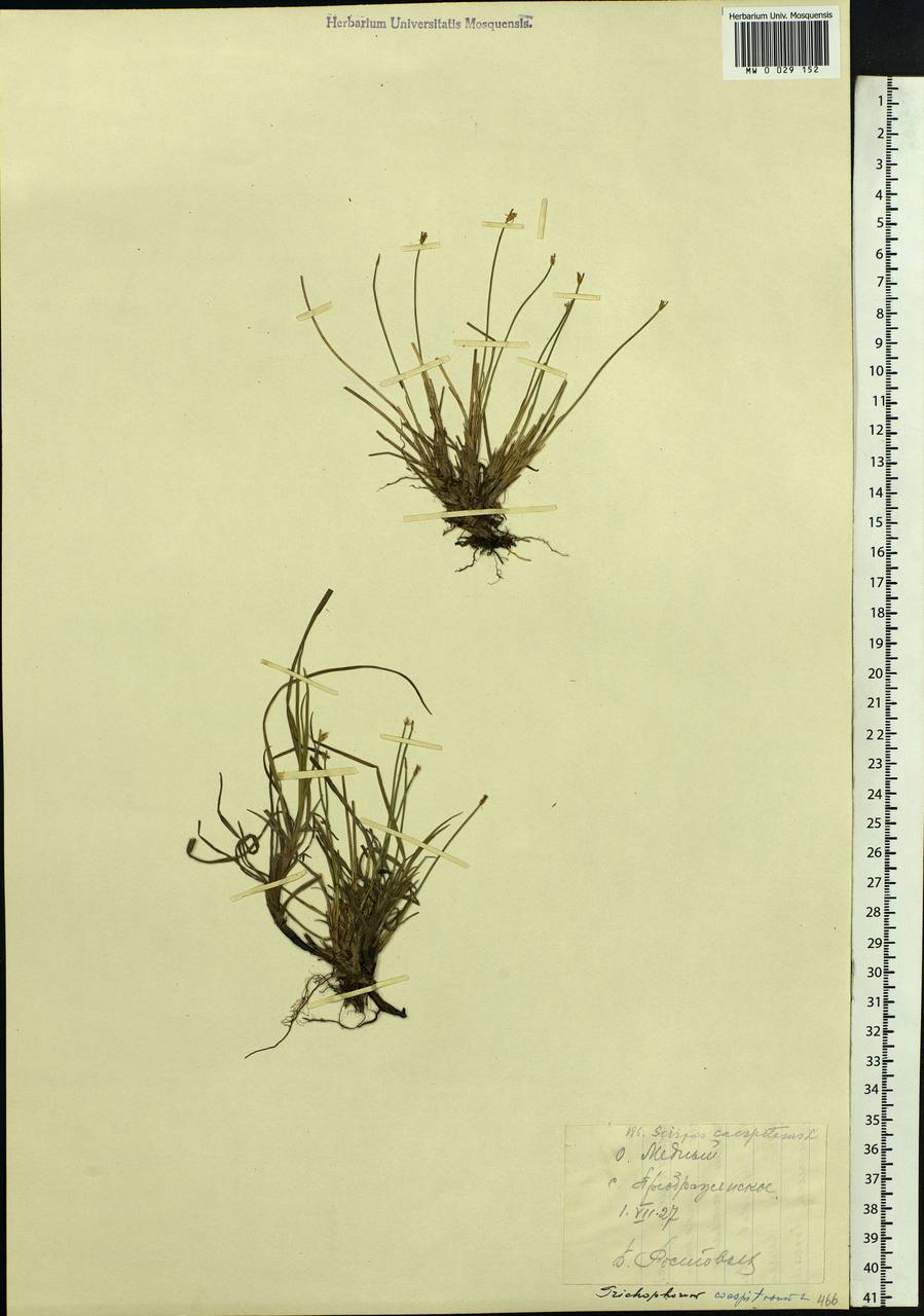 Trichophorum cespitosum (L.) Hartm., Siberia, Chukotka & Kamchatka (S7) (Russia)