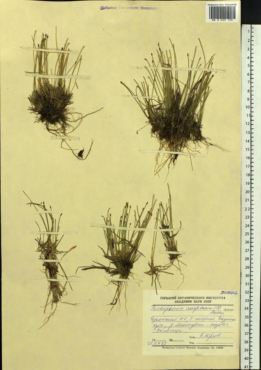 Trichophorum cespitosum (L.) Hartm., Siberia, Chukotka & Kamchatka (S7) (Russia)