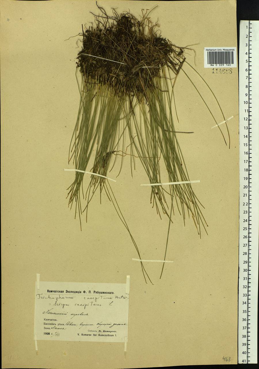 Trichophorum cespitosum (L.) Hartm., Siberia, Chukotka & Kamchatka (S7) (Russia)