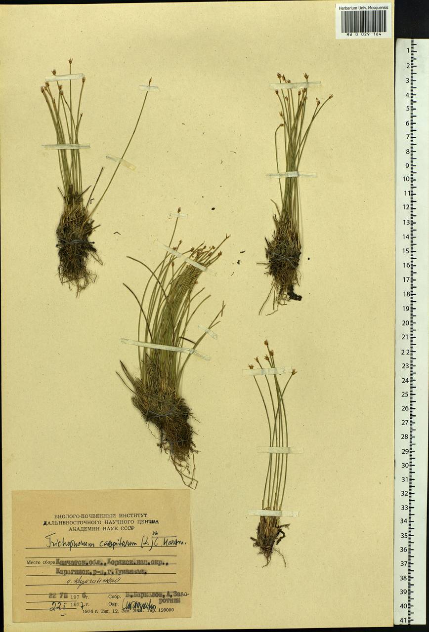 Trichophorum cespitosum (L.) Hartm., Siberia, Chukotka & Kamchatka (S7) (Russia)