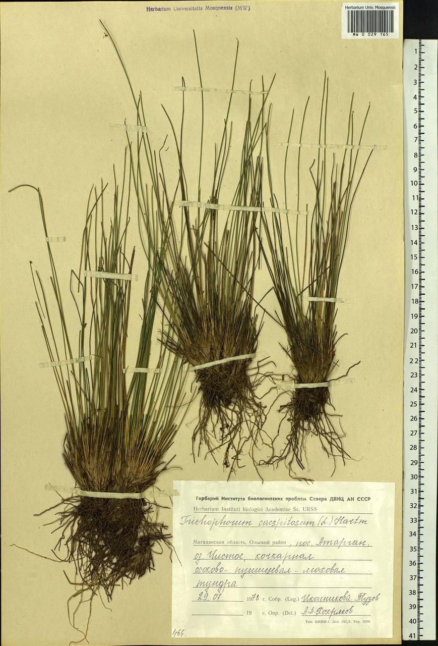 Trichophorum cespitosum (L.) Hartm., Siberia, Chukotka & Kamchatka (S7) (Russia)