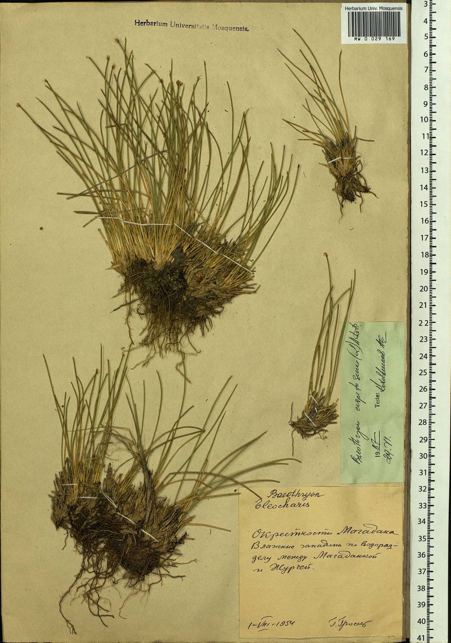 Trichophorum cespitosum (L.) Hartm., Siberia, Chukotka & Kamchatka (S7) (Russia)