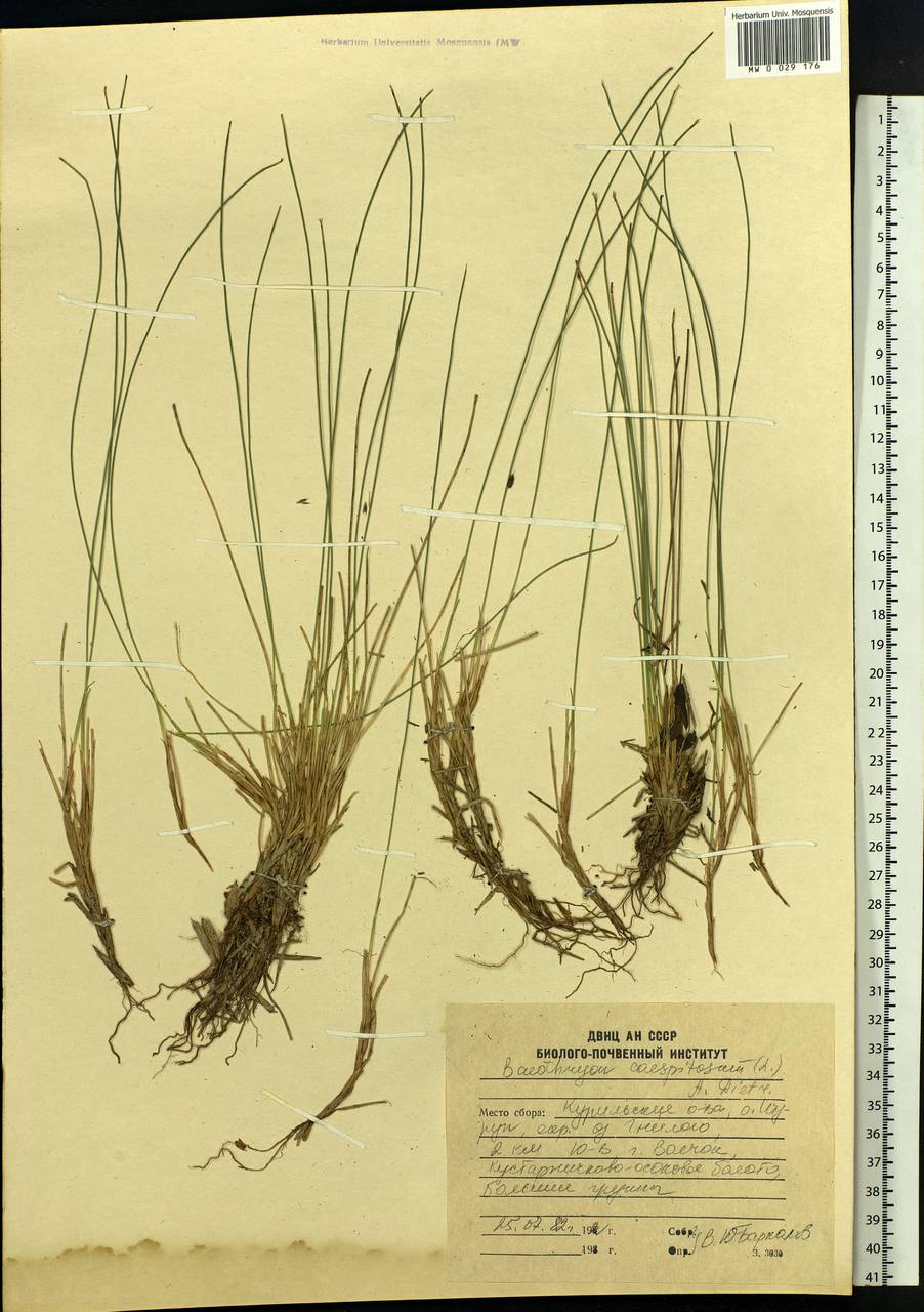 Trichophorum cespitosum (L.) Hartm., Siberia, Russian Far East (S6) (Russia)