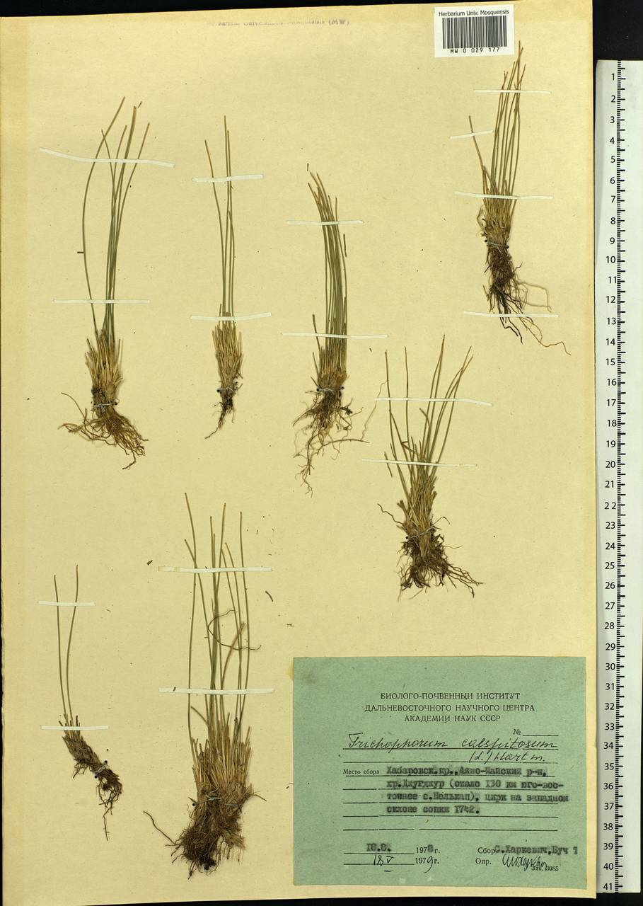 Trichophorum cespitosum (L.) Hartm., Siberia, Russian Far East (S6) (Russia)