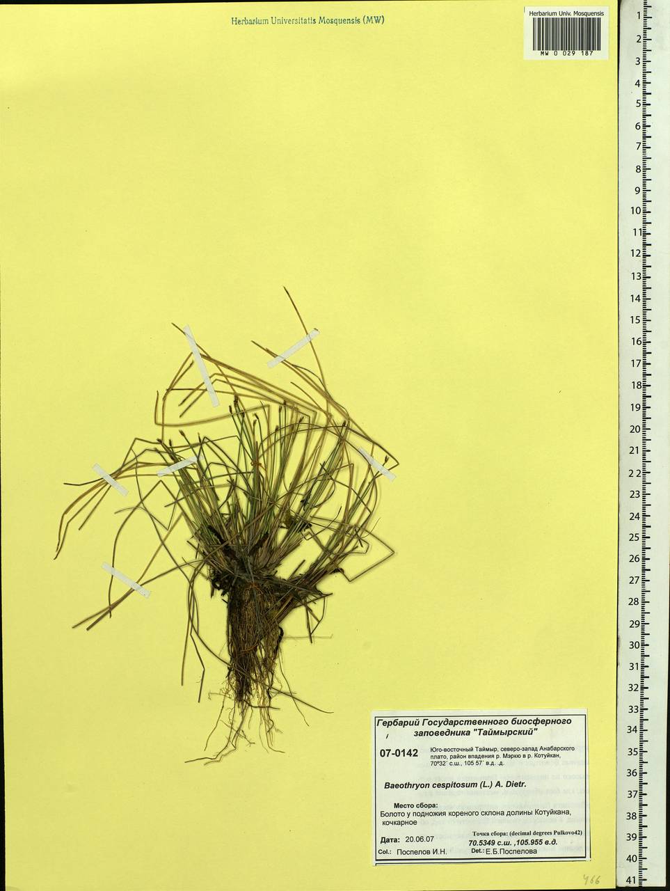 Trichophorum cespitosum (L.) Hartm., Siberia, Central Siberia (S3) (Russia)