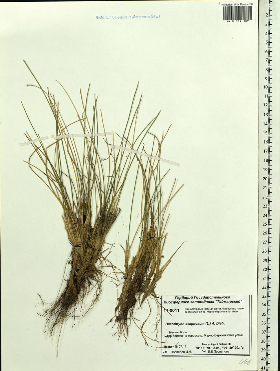 Trichophorum cespitosum (L.) Hartm., Siberia, Central Siberia (S3) (Russia)
